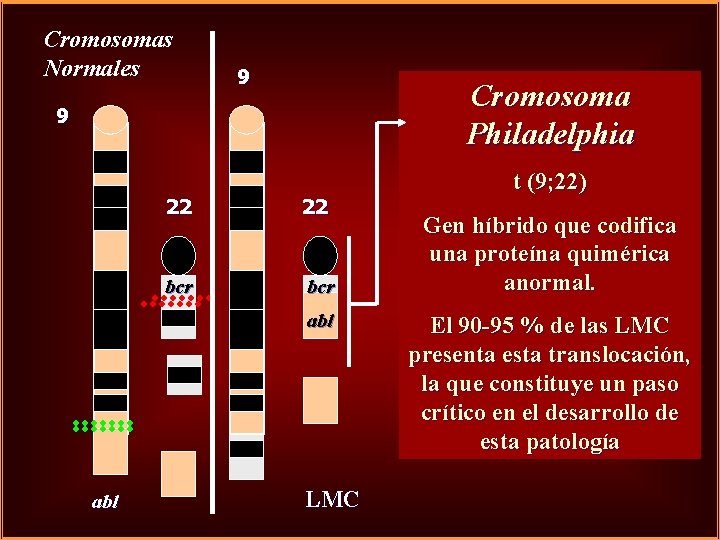 Cromosomas Normales 9 Cromosoma Philadelphia 9 22 22 bcr abl LMC t (9; 22)