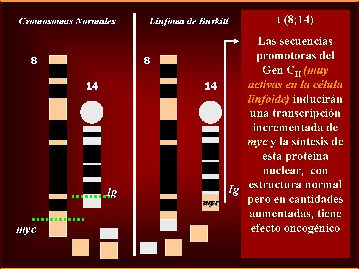 Cromosomas Normales 8 8 14 Ig myc Linfoma de Burkitt t (8; 14) Las