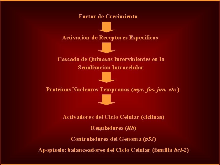 Factor de Crecimiento Activación de Receptores Específicos Cascada de Quinasas Intervinientes en la Señalización