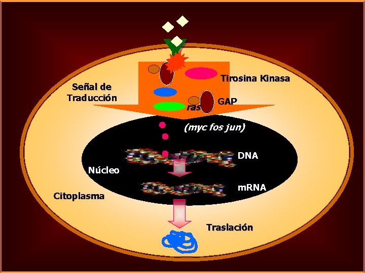 Y Señal de Traducción Tirosina Kinasa ras GAP (myc fos jun) DNA Núcleo Citoplasma