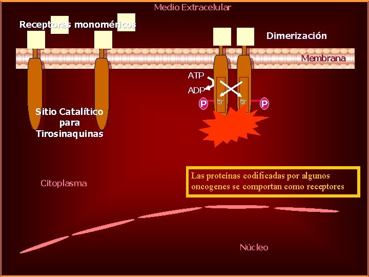 Medio Extracelular Receptores monoméricos Dimerización Membrana ATP ADP Sitio Catalítico para Tirosinaquinas Citoplasma P