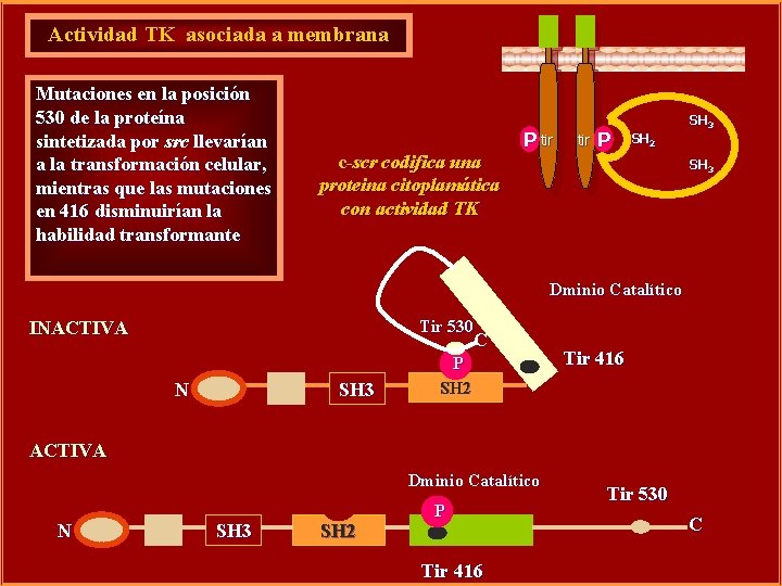 Actividad TK asociada a membrana Mutaciones en la posición 530 de la proteína sintetizada
