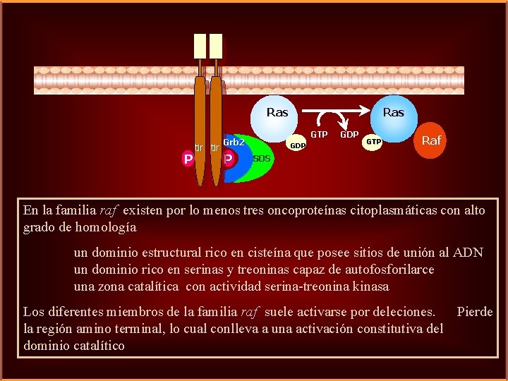 Ras P tir GTP Grb 2 P Ras GDP GTP Raf SOS En la