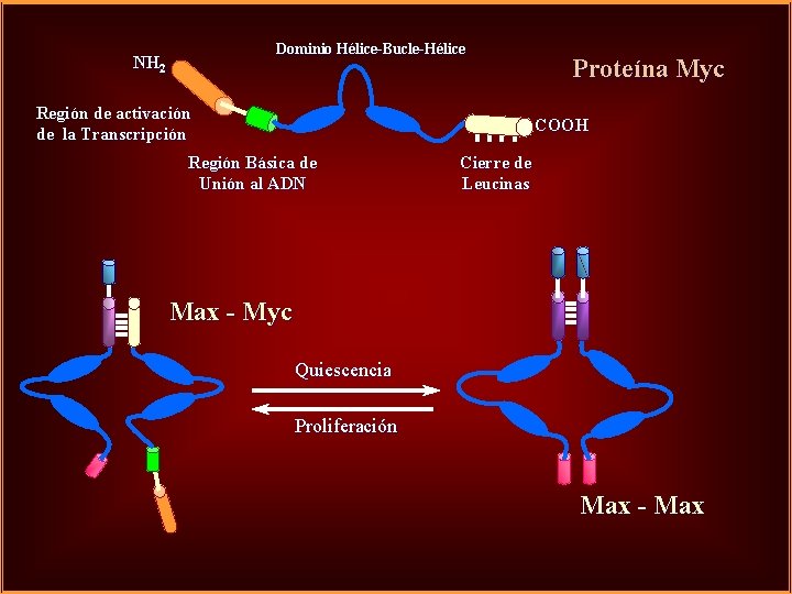 Dominio Hélice-Bucle-Hélice NH 2 Región de activación de la Transcripción Proteína Myc COOH Región