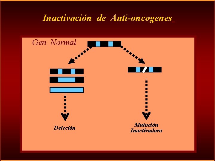 Inactivación de Anti-oncogenes Gen Normal Deleción Mutación Inactivadora 