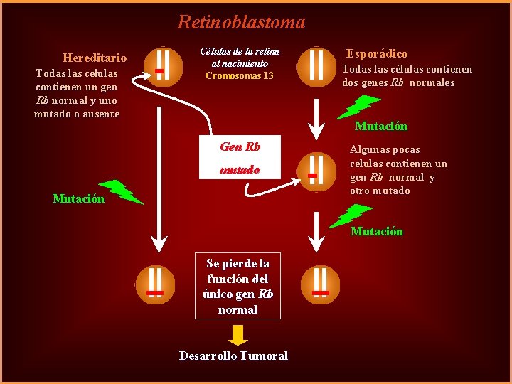 Retinoblastoma Hereditario Todas las células contienen un gen Rb normal y uno mutado o