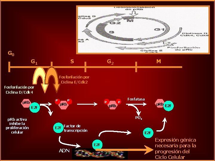 G 0 G 1 S G 2 M Fosforilación por Ciclina E/Cdk 2 Fosforilación