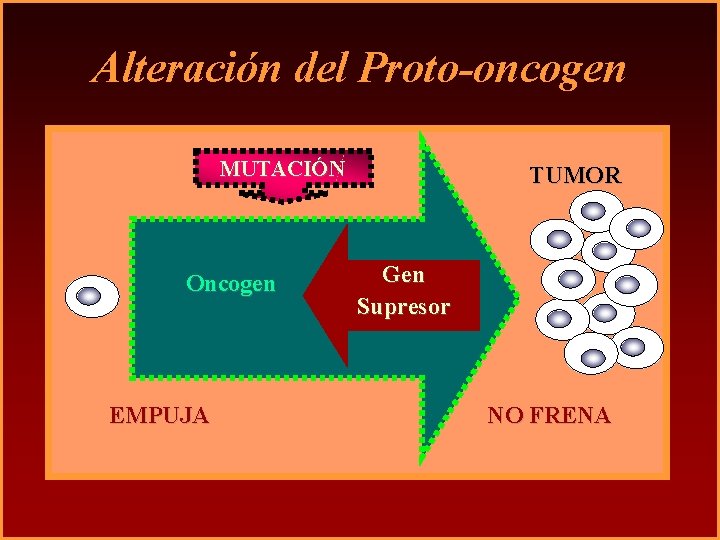 Alteración del Proto-oncogen MUTACIÓN Oncogen EMPUJA TUMOR Gen Supresor NO FRENA 