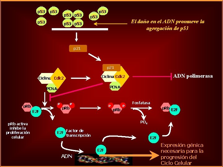 p 53 p 53 El daño en el ADN promueve la agregación de p