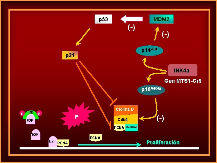 p 53 MDM 2 (-) p 14 ARF p 21 INK 4 a Gen