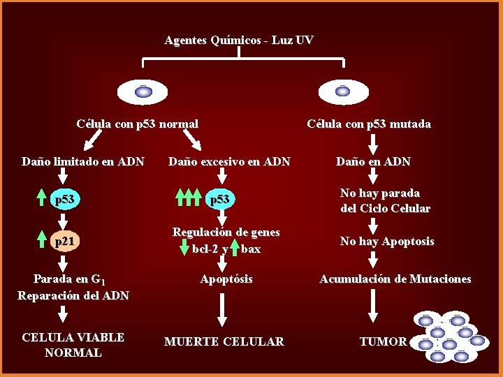 Agentes Químicos - Luz UV Célula con p 53 normal Daño limitado en ADN