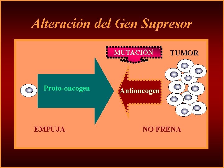 Alteración del Gen Supresor MUTACIÓN Proto-oncogen EMPUJA TUMOR Antioncogen NO FRENA 