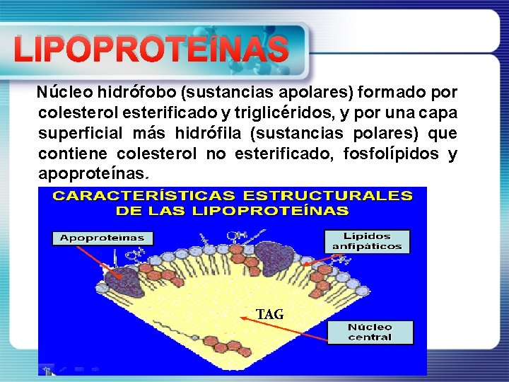 LIPOPROTEÍNAS Núcleo hidrófobo (sustancias apolares) formado por colesterol esterificado y triglicéridos, y por una