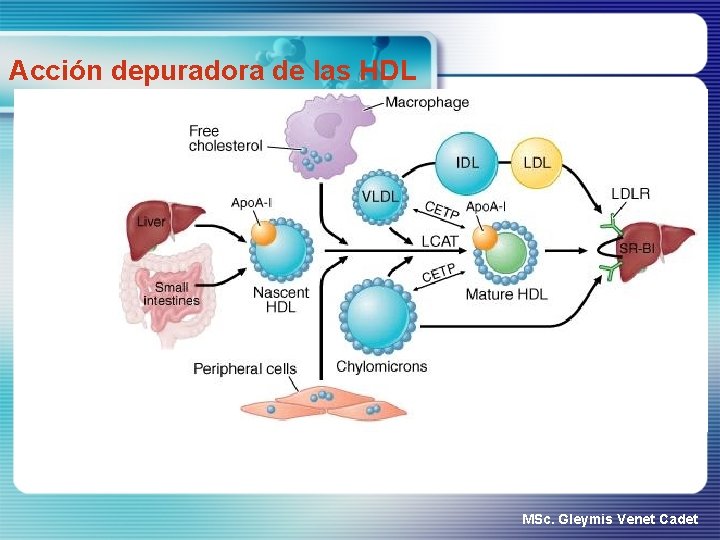 Acción depuradora de las HDL MSc. Gleymis Venet Cadet 