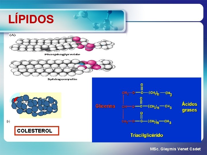 LÍPIDOS COLESTEROL MSc. Gleymis Venet Cadet 