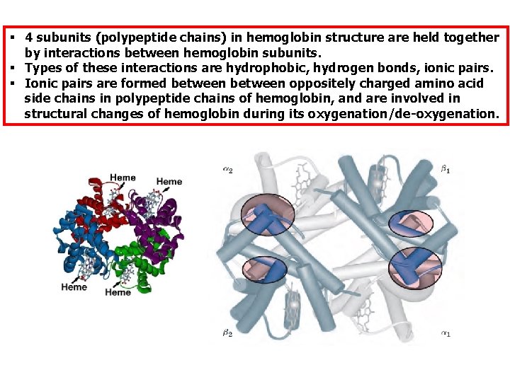 § 4 subunits (polypeptide chains) in hemoglobin structure are held together by interactions between