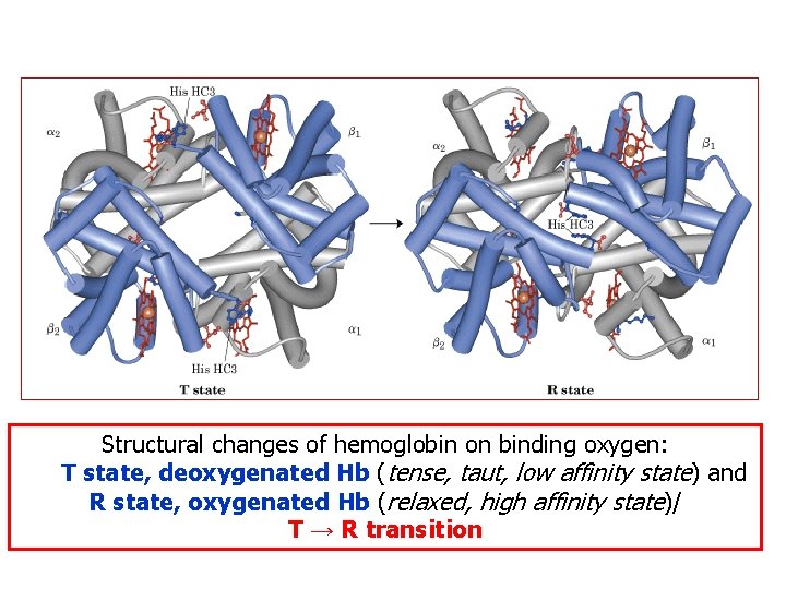 Structural changes of hemoglobin on binding oxygen: T state, deoxygenated Hb (tense, taut, low