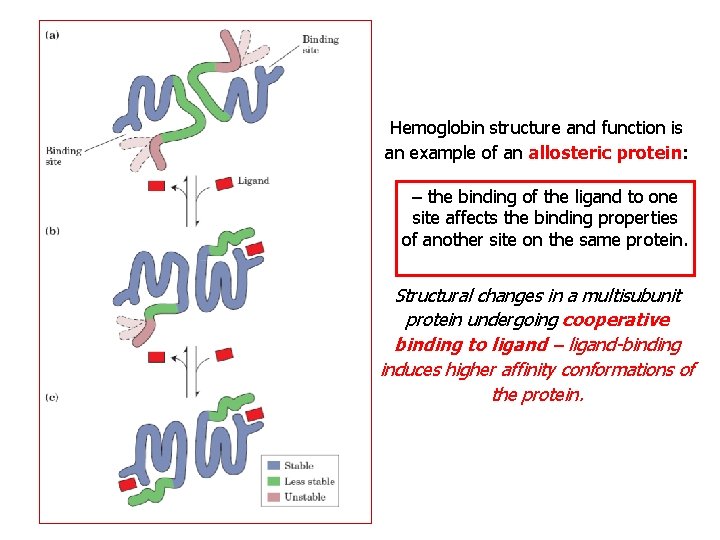 Hemoglobin structure and function is an example of an allosteric protein: – the binding