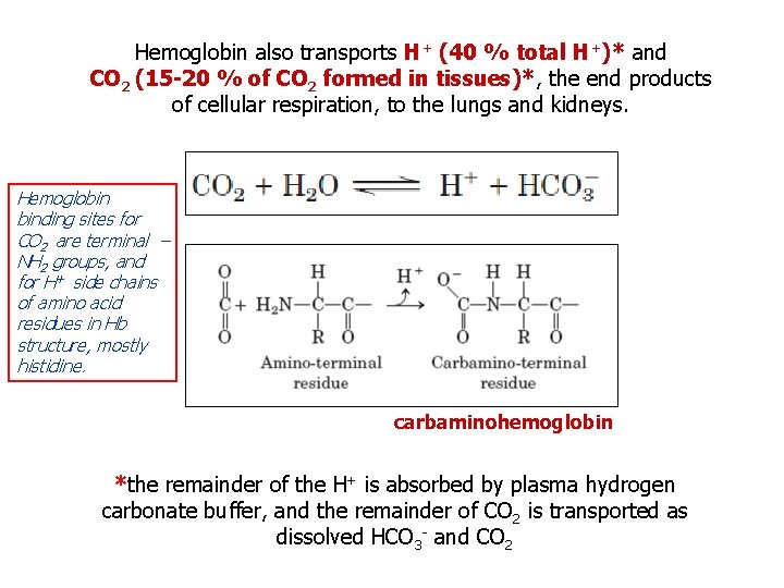 Hemoglobin also transports H+ (40 % total H+)* and CO 2 (15 -20 %