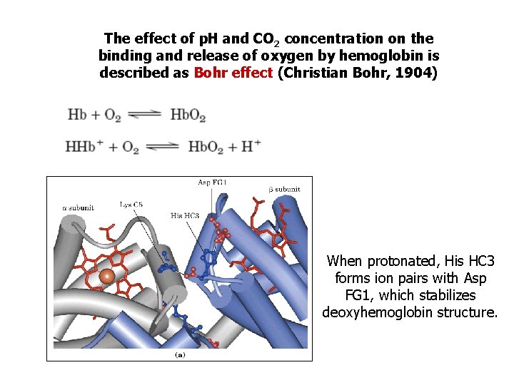 The effect of p. H and CO 2 concentration on the binding and release