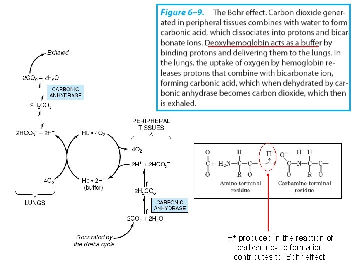 H+ produced in the reaction of carbamino-Hb formation contributes to Bohr effect! 