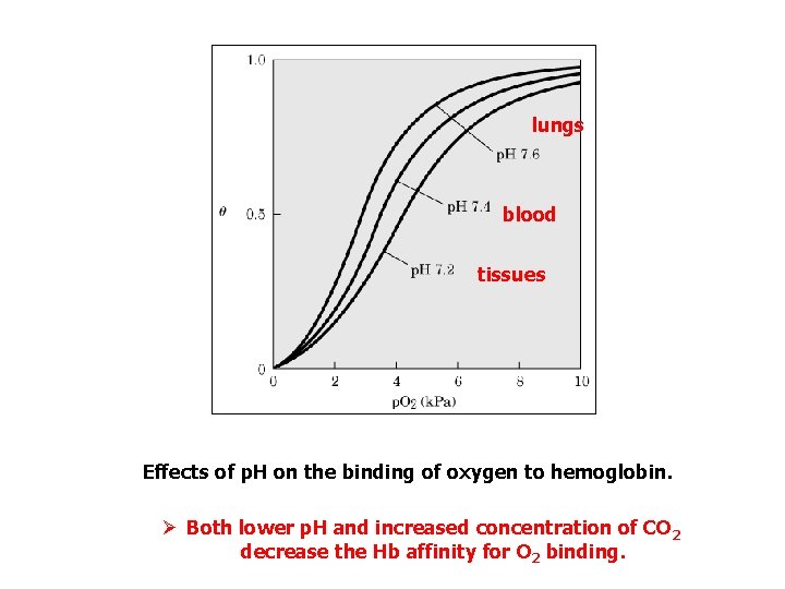 lungs blood tissues Effects of p. H on the binding of oxygen to hemoglobin.