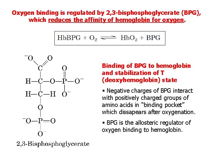 Oxygen binding is regulated by 2, 3 -bisphoglycerate (BPG), which reduces the affinity of