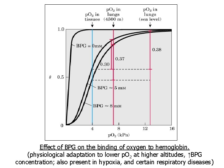 Effect of BPG on the binding of oxygen to hemoglobin. (physiological adaptation to lower