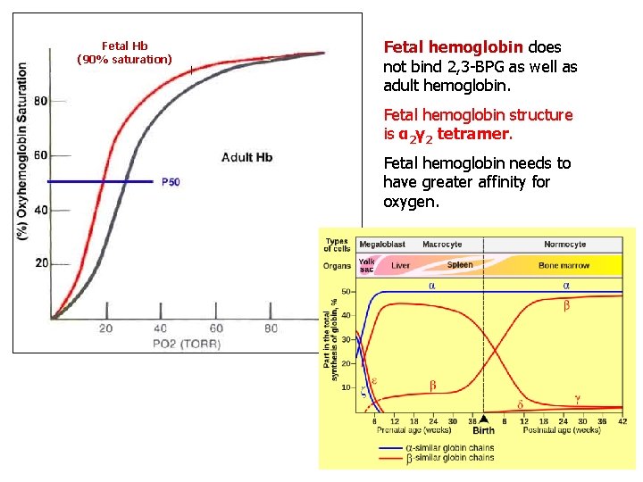 Fetal Hb (90% saturation) Fetal hemoglobin does not bind 2, 3 -BPG as well