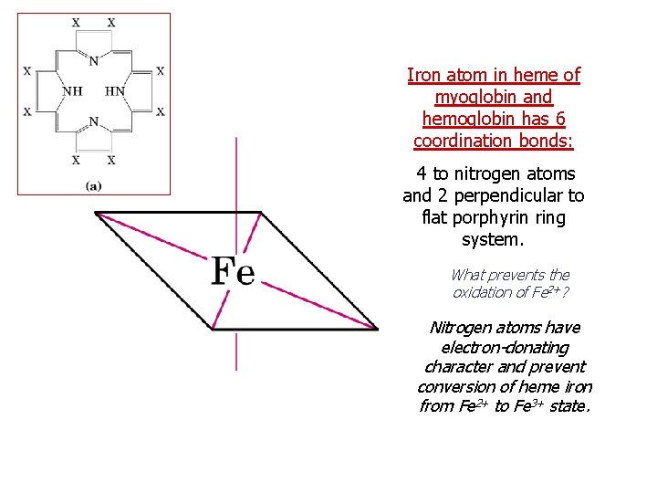 Iron atom in heme of myoglobin and hemoglobin has 6 coordination bonds: 4 to