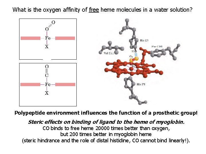 What is the oxygen affinity of free heme molecules in a water solution? Polypeptide