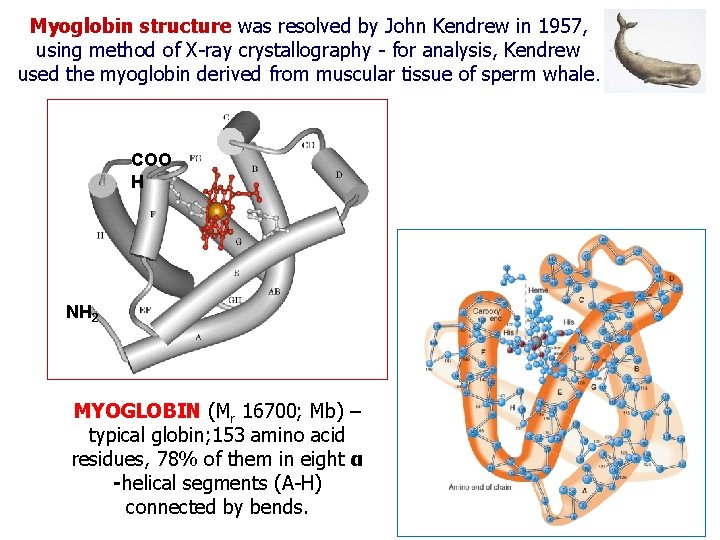 Myoglobin structure was resolved by John Kendrew in 1957, using method of X-ray crystallography