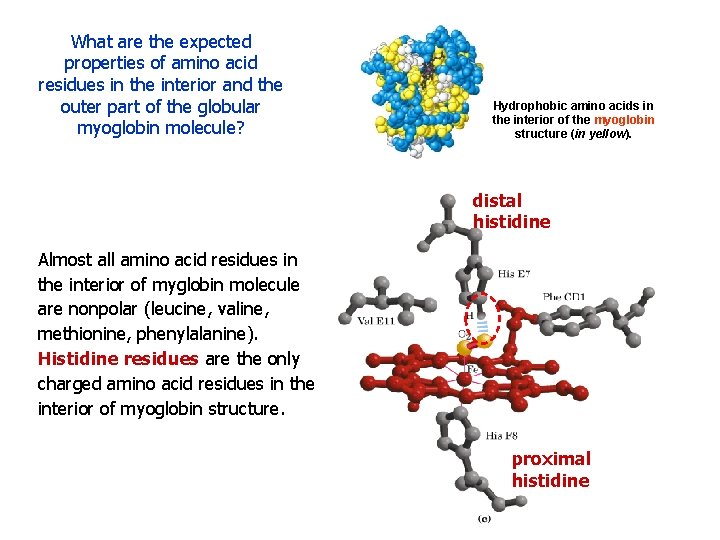 What are the expected properties of amino acid residues in the interior and the