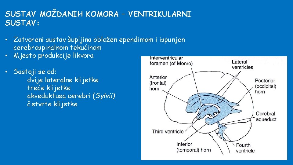 SUSTAV MOŽDANIH KOMORA – VENTRIKULARNI SUSTAV: • Zatvoreni sustav šupljina obložen ependimom i ispunjen
