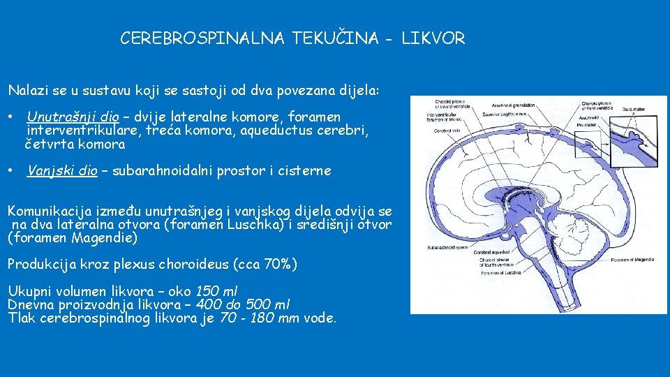 CEREBROSPINALNA TEKUČINA - LIKVOR Nalazi se u sustavu koji se sastoji od dva povezana
