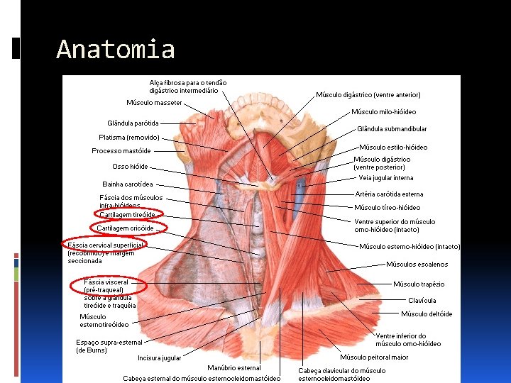 Anatomia 