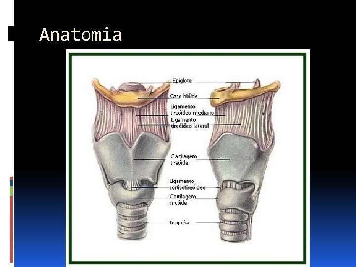 Anatomia 