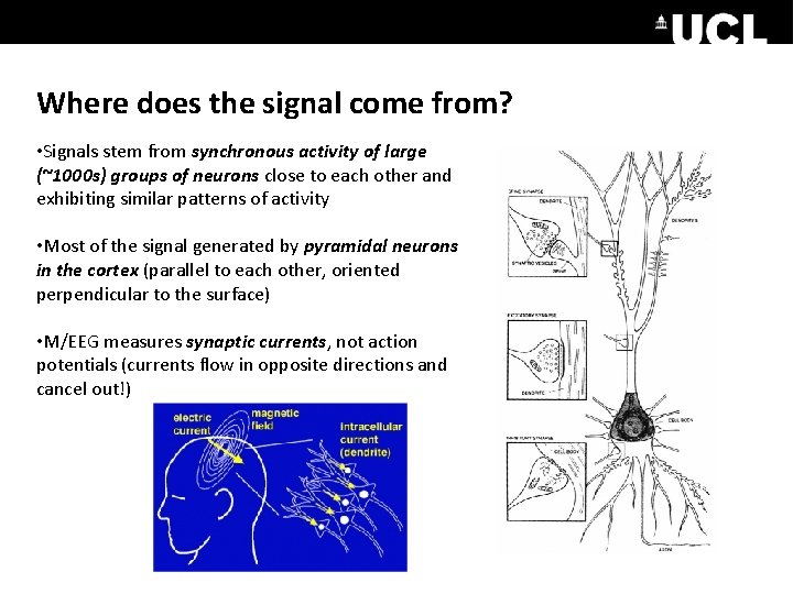 Where does the signal come from? • Signals stem from synchronous activity of large