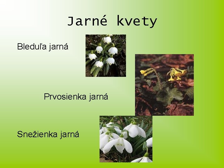 Jarné kvety Bleduľa jarná Prvosienka jarná Snežienka jarná 