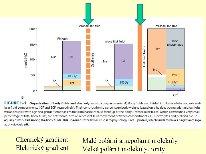 Chemický gradient Elektrický gradient Malé polární a nepolární molekuly Velké polární molekuly, ionty 