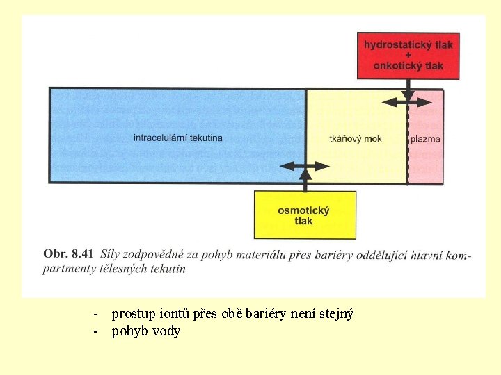 - prostup iontů přes obě bariéry není stejný - pohyb vody 