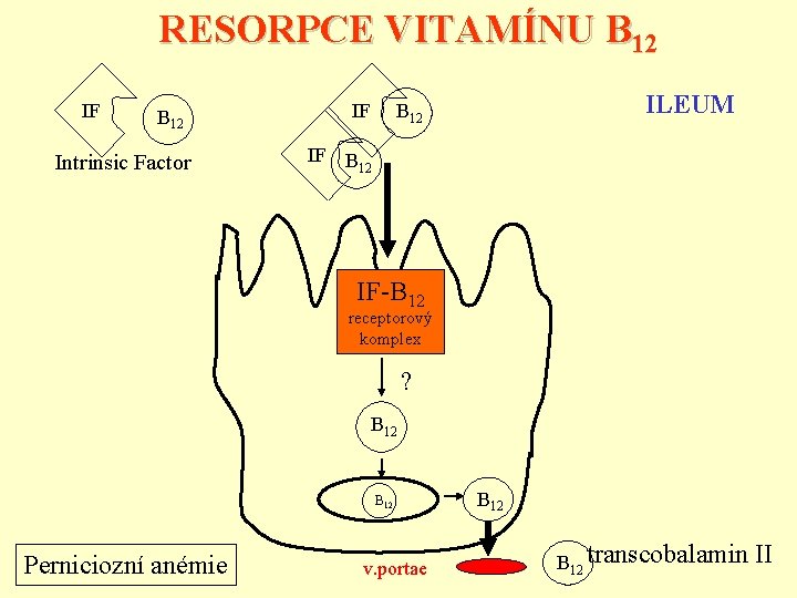 RESORPCE VITAMÍNU B 12 IF IF B 12 Intrinsic Factor IF ILEUM B 12