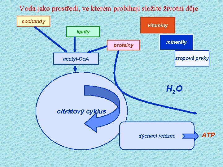 Voda jako prostředí, ve kterém probíhají složité životní děje sacharidy vitaminy lipidy proteiny acetyl-Co.