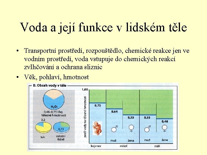 Voda a její funkce v lidském těle • Transportní prostředí, rozpouštědlo, chemické reakce jen