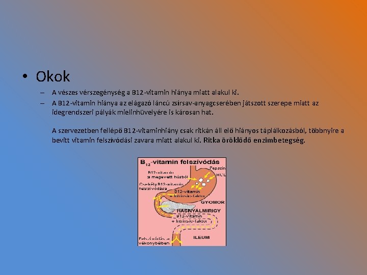  • Okok – A vészes vérszegénység a B 12 -vitamin hiánya miatt alakul