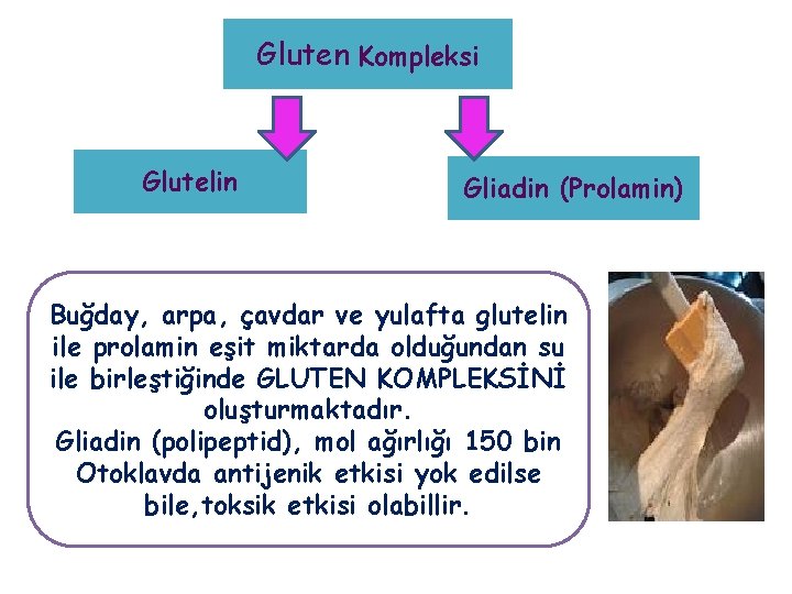 Gluten Kompleksi Glutelin Gliadin (Prolamin) Buğday, arpa, çavdar ve yulafta glutelin ile prolamin eşit