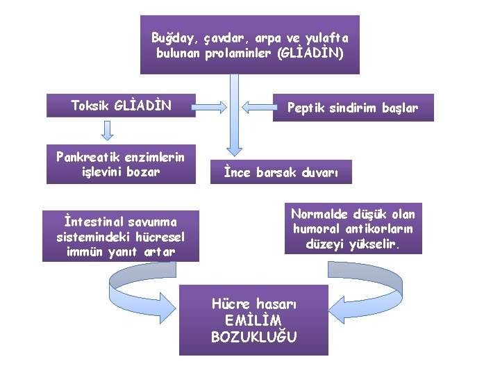 Buğday, çavdar, arpa ve yulafta bulunan prolaminler (GLİADİN) Toksik GLİADİN Pankreatik enzimlerin işlevini bozar