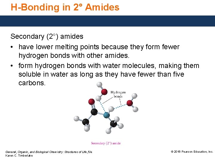 H-Bonding in 2° Amides Secondary (2°) amides • have lower melting points because they