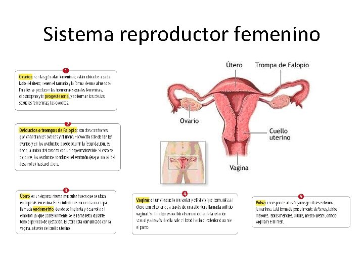 Sistema reproductor femenino 