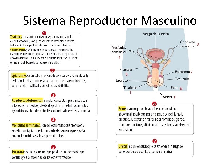 Sistema Reproductor Masculino 